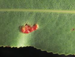 Salix gooddingii. Upper leaf surface, margin, and leaf gall.
 Image: D. Glenny © Landcare Research 2020 CC BY 4.0